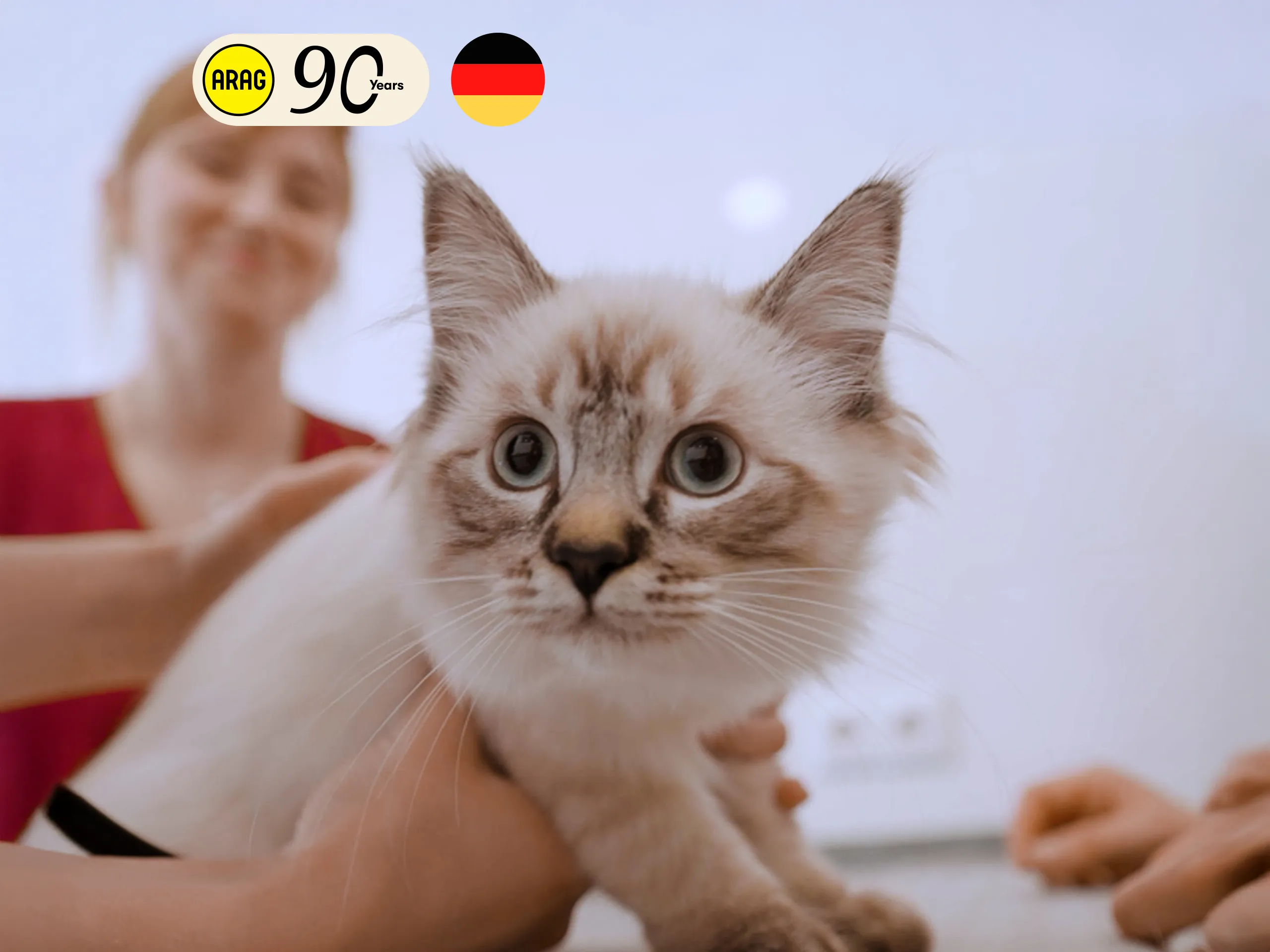 Eine Katze in der Tierklinik