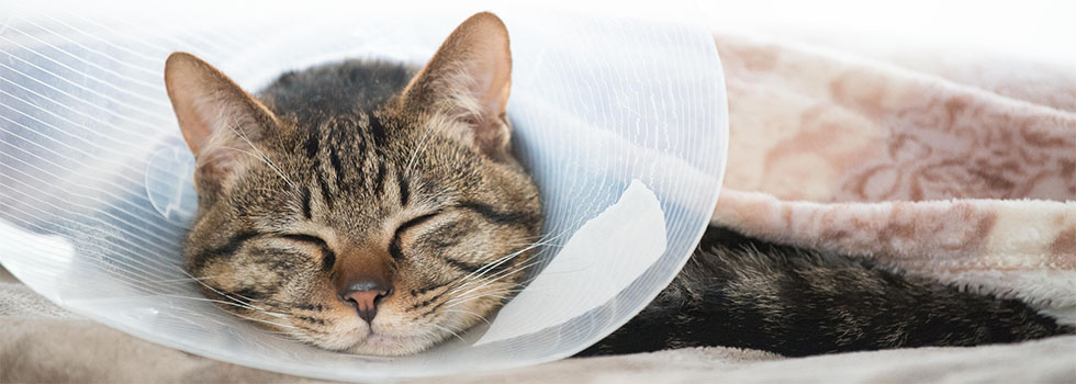Kastration & Sterilisation bei Katzen: Infos zur OP